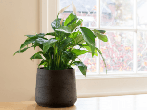 home office house plant
